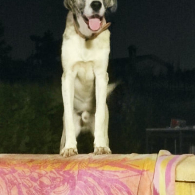 ULISES