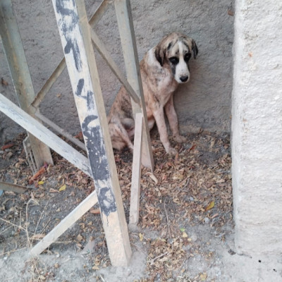 ULISES