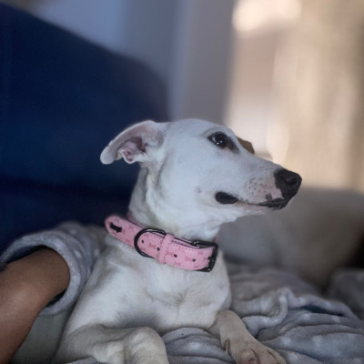 Bella