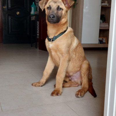 MILO