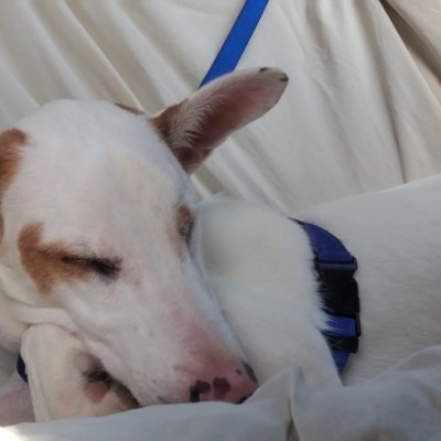 COPITO