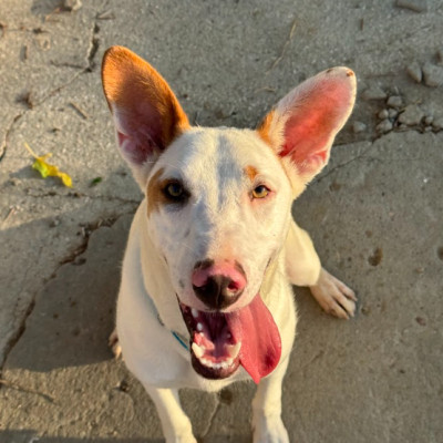COPITO