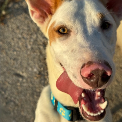 COPITO
