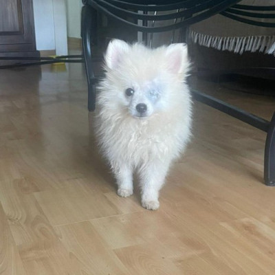 MAYA