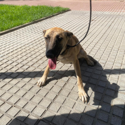 FRIDA