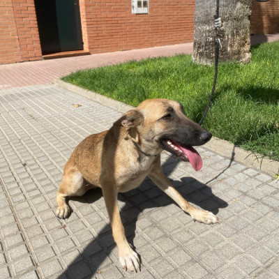 FRIDA