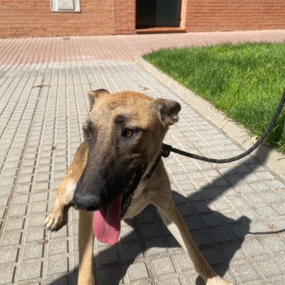 FRIDA