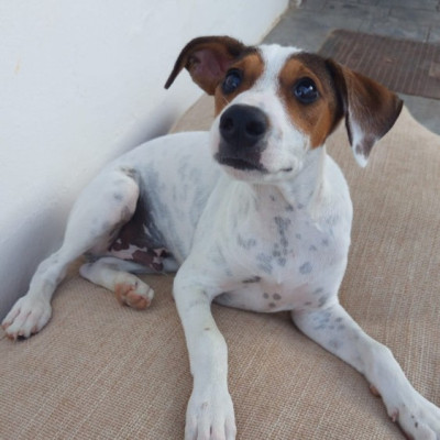 ODDIE