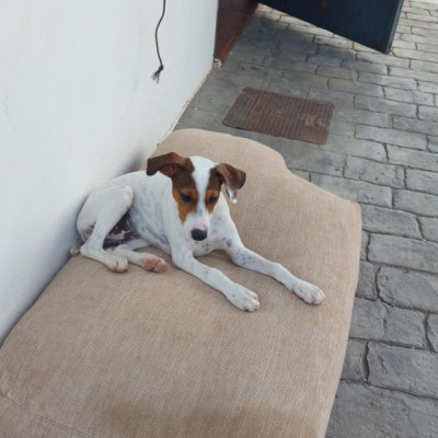 ODDIE