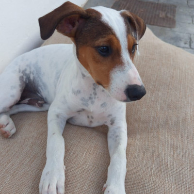 ODDIE