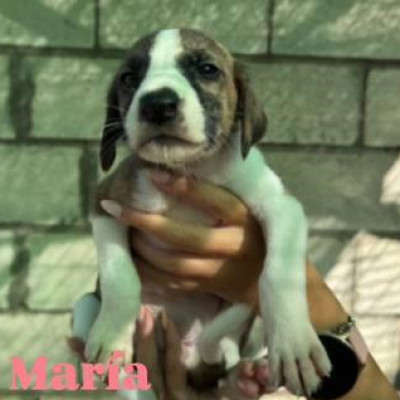 MARÍA