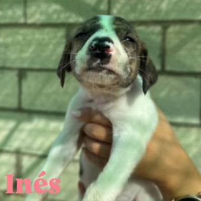 INÉS