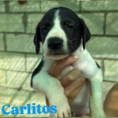 CARLITOS