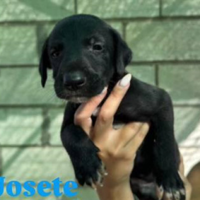 JOSETE