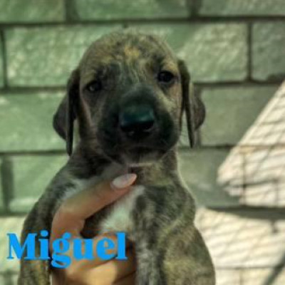 MIGUEL