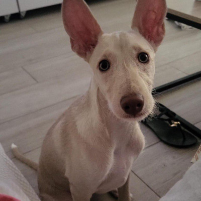 GIA