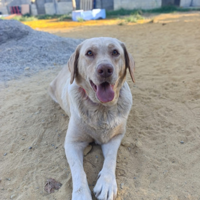 BERTA