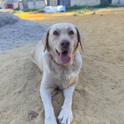 BERTA