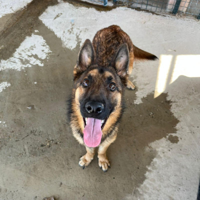 CHICO