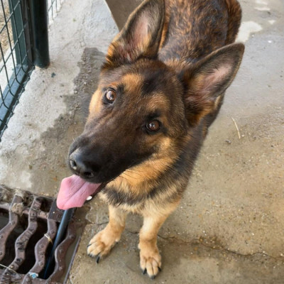 CHICO