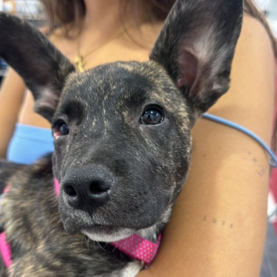 CHULA