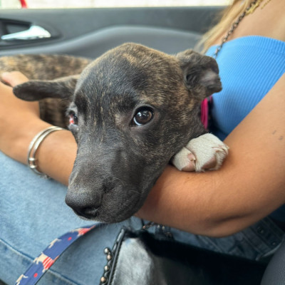 CHULA