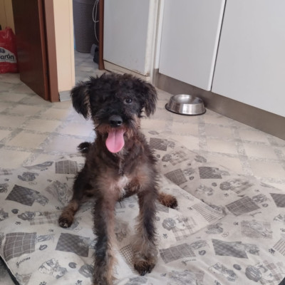 NANO