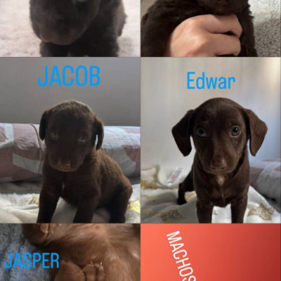 Camada Crepúsculo 8