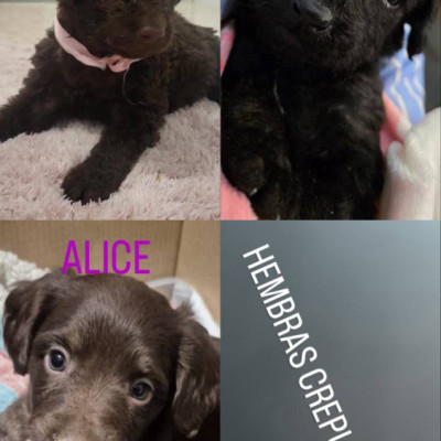 Camada Crepúsculo 8