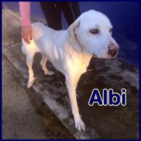 ALBI