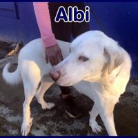 ALBI