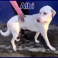 ALBI