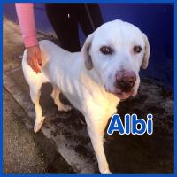 ALBI