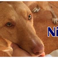 NILO