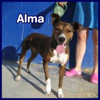 ALMA