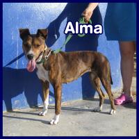 ALMA
