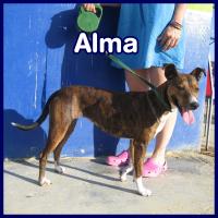 ALMA