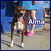 ALMA