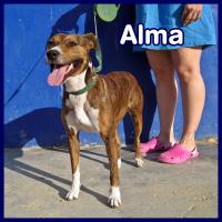 ALMA