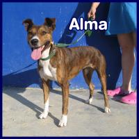 ALMA