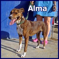 ALMA