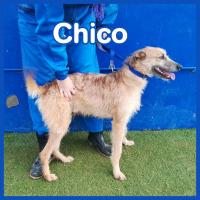 CHICO