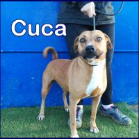CUCA