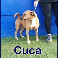 CUCA