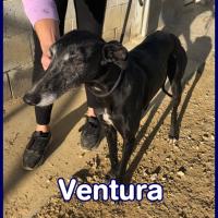 VENTURA