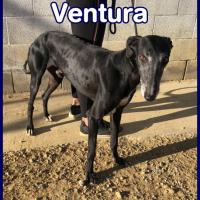 VENTURA