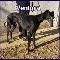 VENTURA