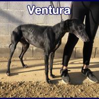 VENTURA