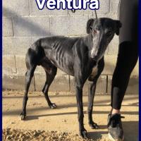 VENTURA