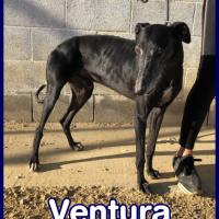 VENTURA